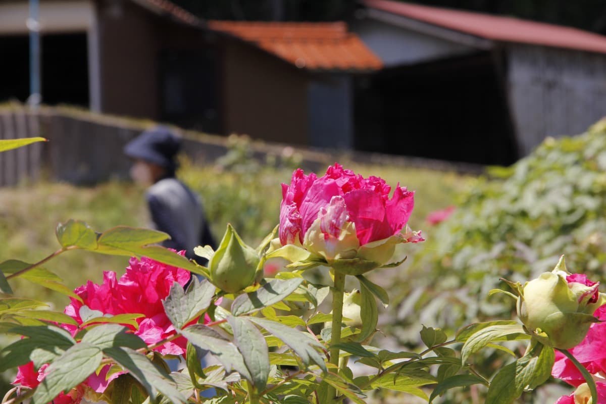 島根県飯南町にあるフラワースポット『赤名観光ぼたん園』で開花中のボタン