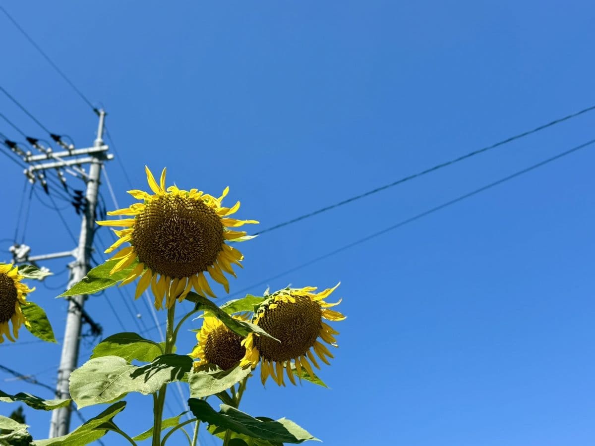 島根県美郷町のひまわり畑『沢谷熊見地域のひまわり』の開花中の様子