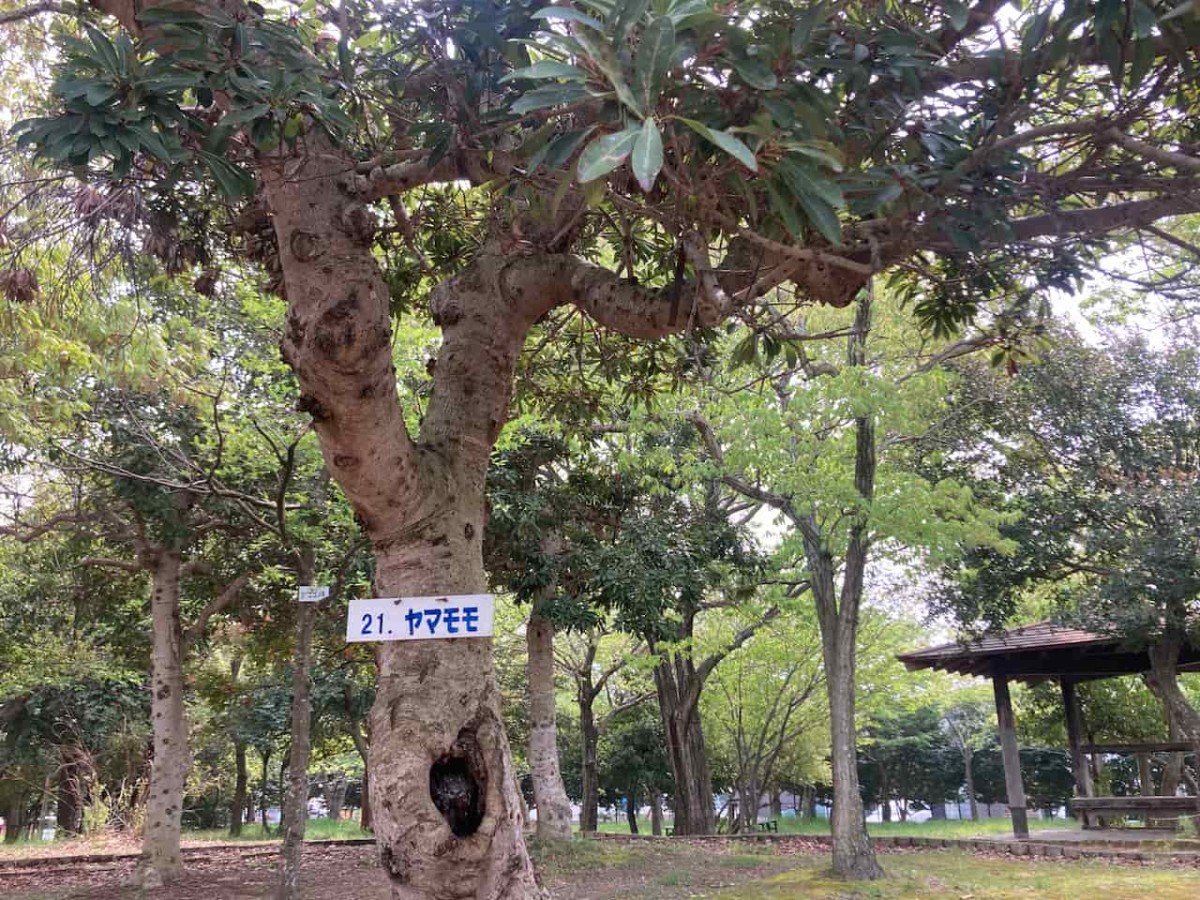 鳥取県鳥取市にある『国府町あおば公園』のヤマモモの木