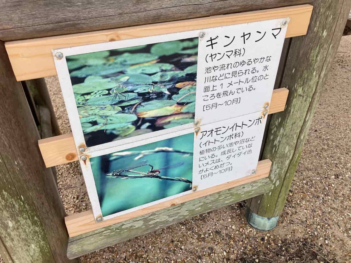 島根県出雲市にある『浜游自然観察広場』で観察できる生き物
