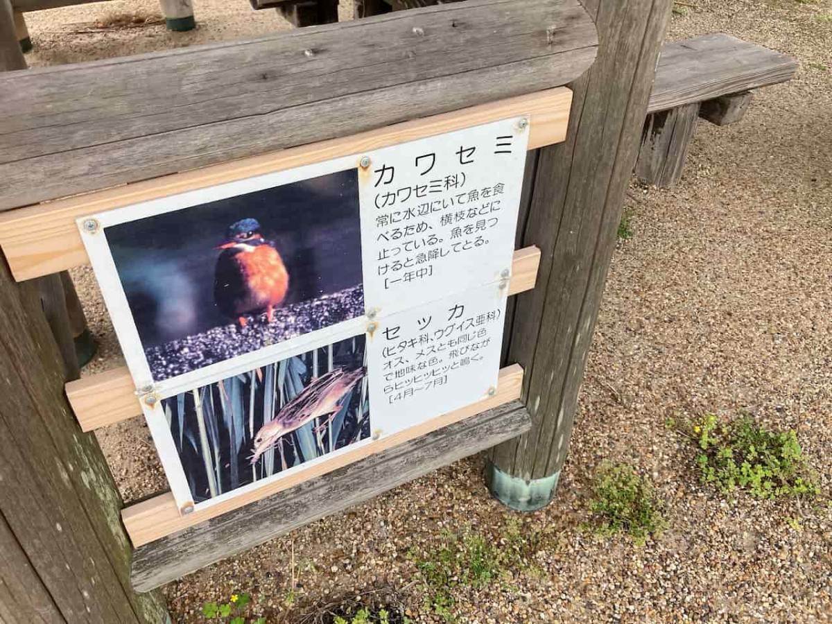 島根県出雲市にある『浜游自然観察広場』で観察できる生き物