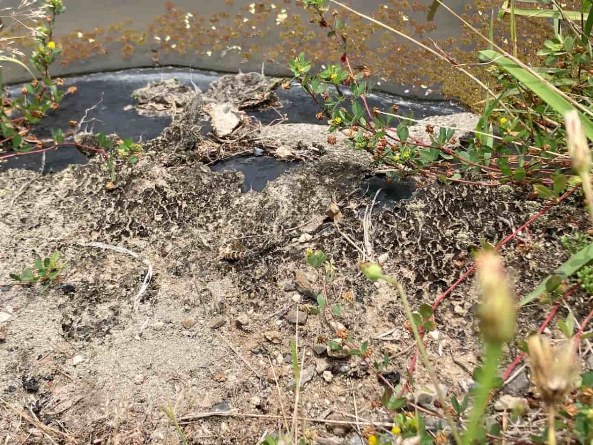 島根県出雲市にある『浜游自然観察広場』の様子