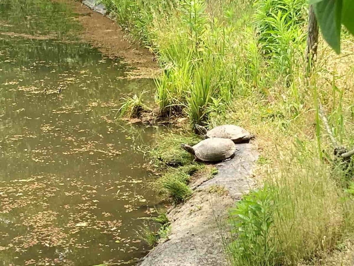 島根県出雲市にある『浜游自然観察広場』にいるカメ