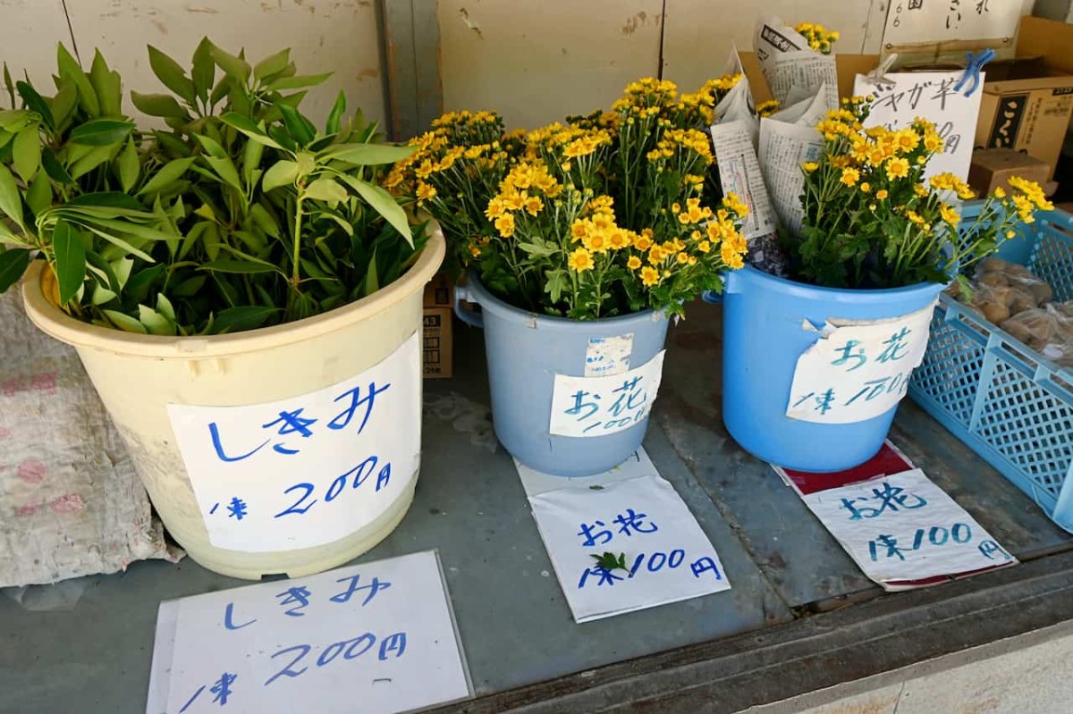 島根県益田市にある『三浦農園 野菜販売所』で販売されていた花