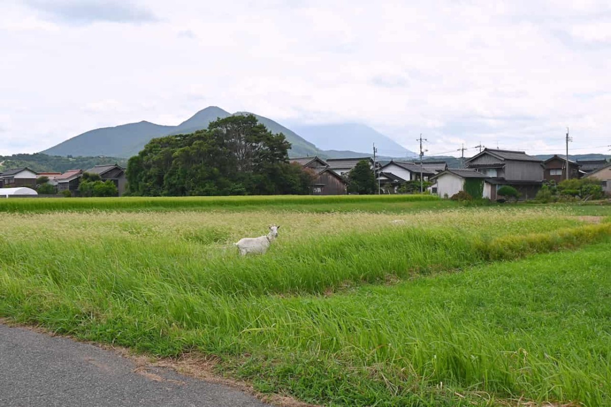 鳥取県米子市淀江町にある『今津海岸』近くで会ったヤギ