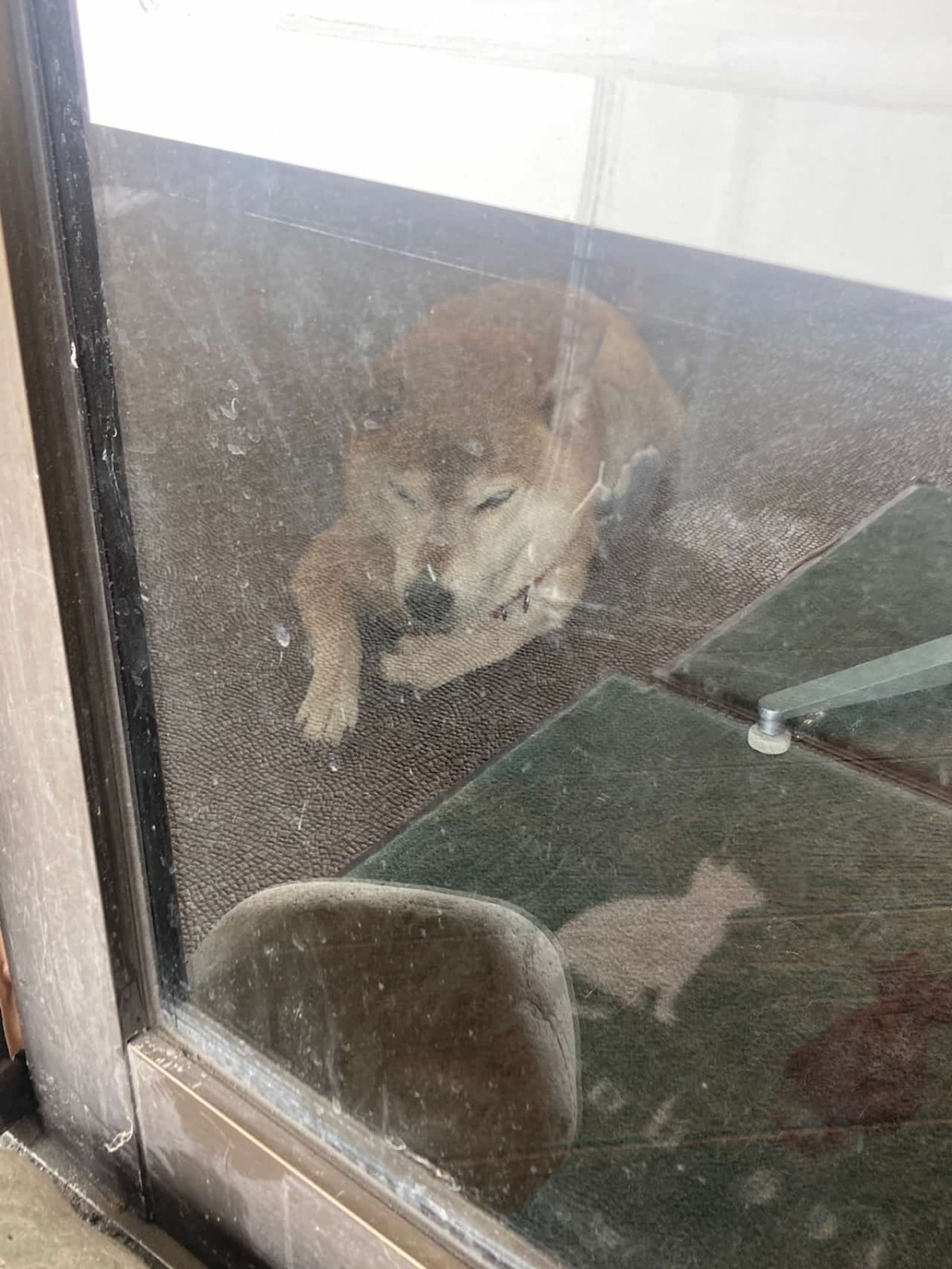 島根県益田市にある『柴犬会館』の中にいる犬