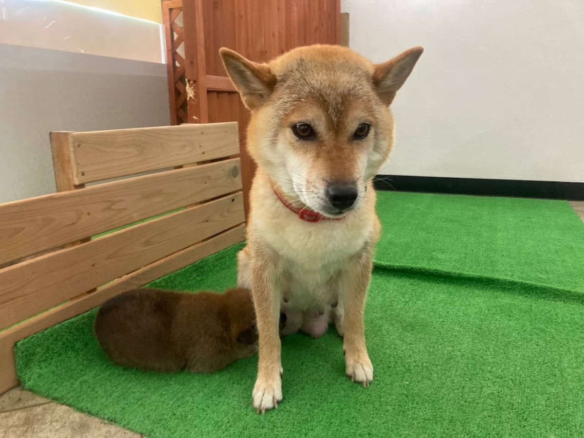 島根県益田市にある『柴犬会館』内の柴犬