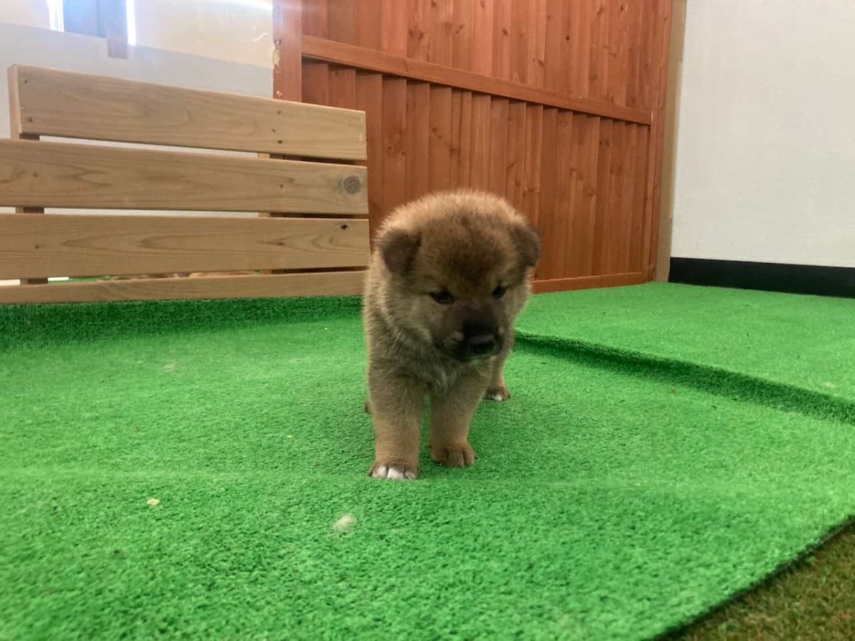 島根県益田市にある『柴犬会館』内の柴犬