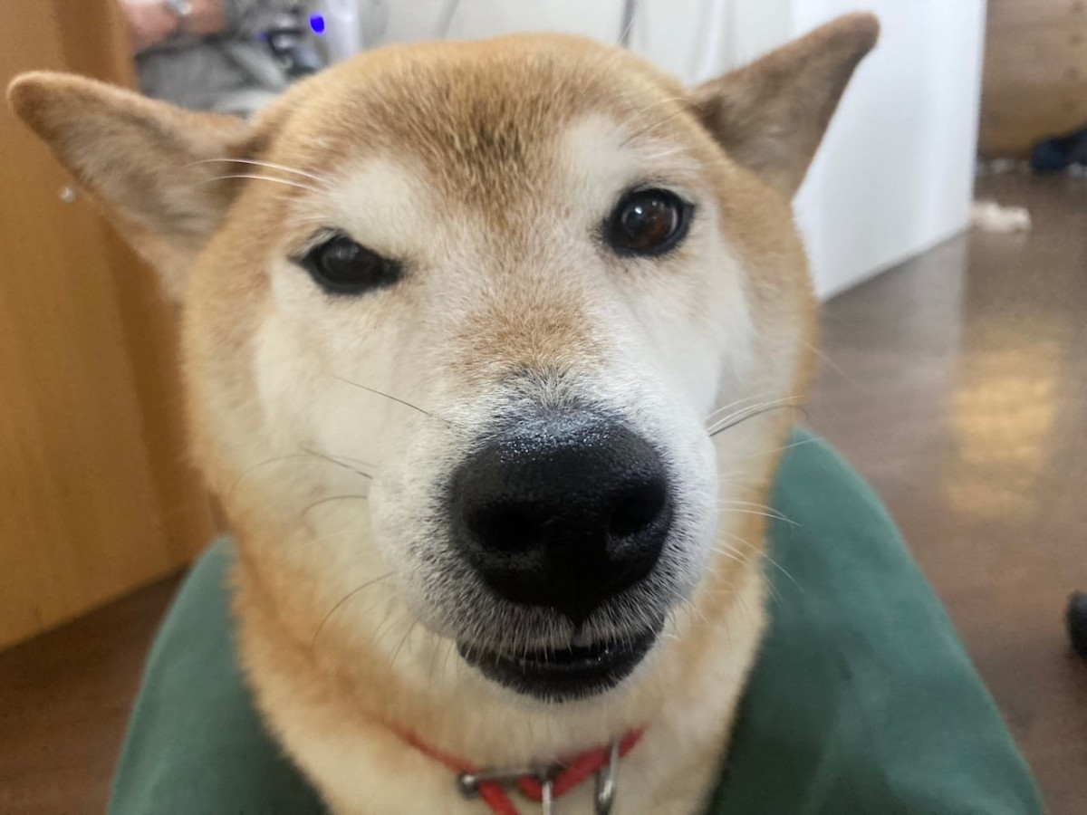島根県益田市にある『柴犬会館』内の柴犬