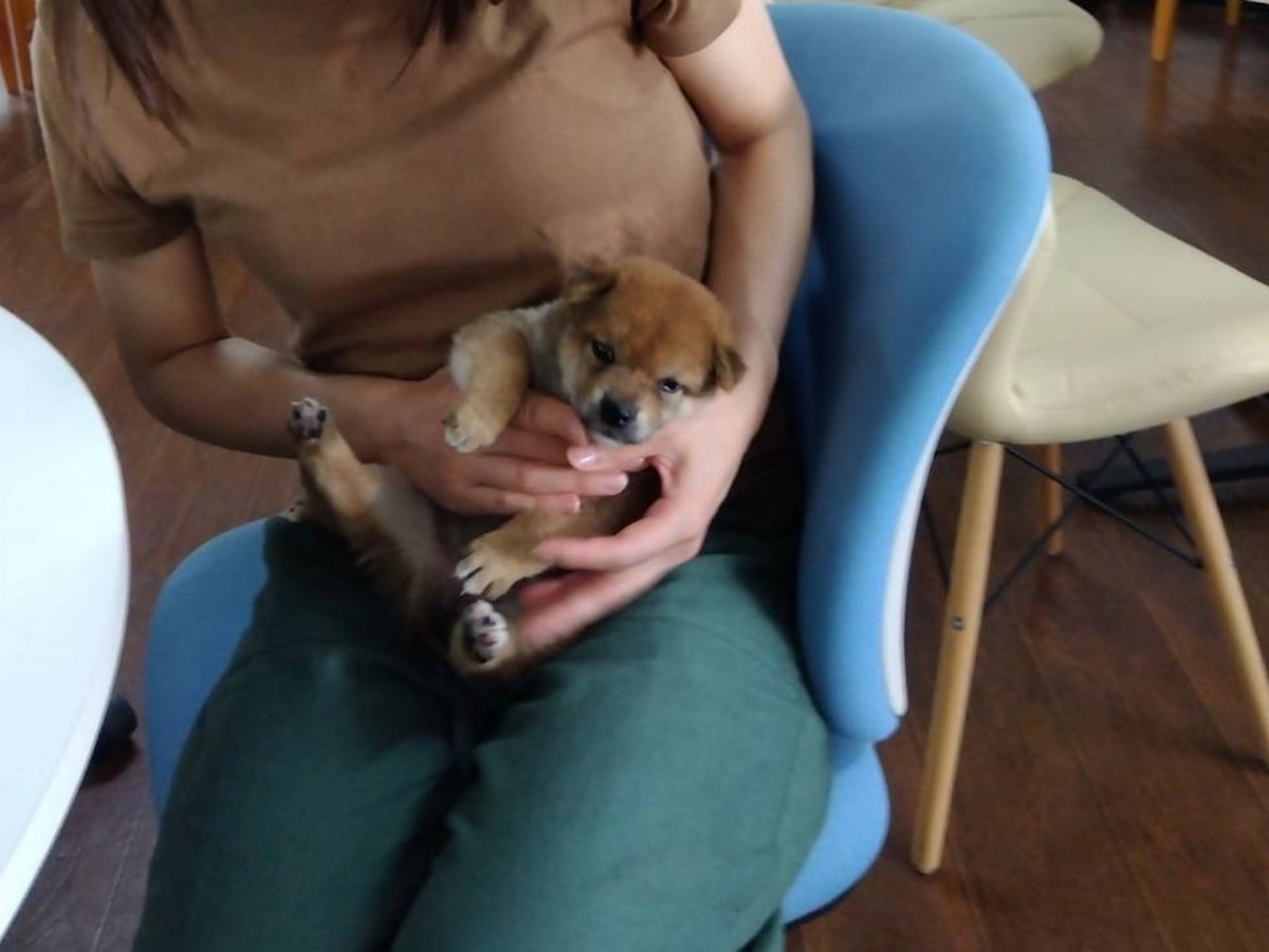 島根県益田市にある『柴犬会館』内の柴犬
