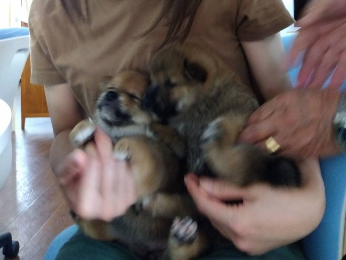島根県益田市にある『柴犬会館』内の柴犬