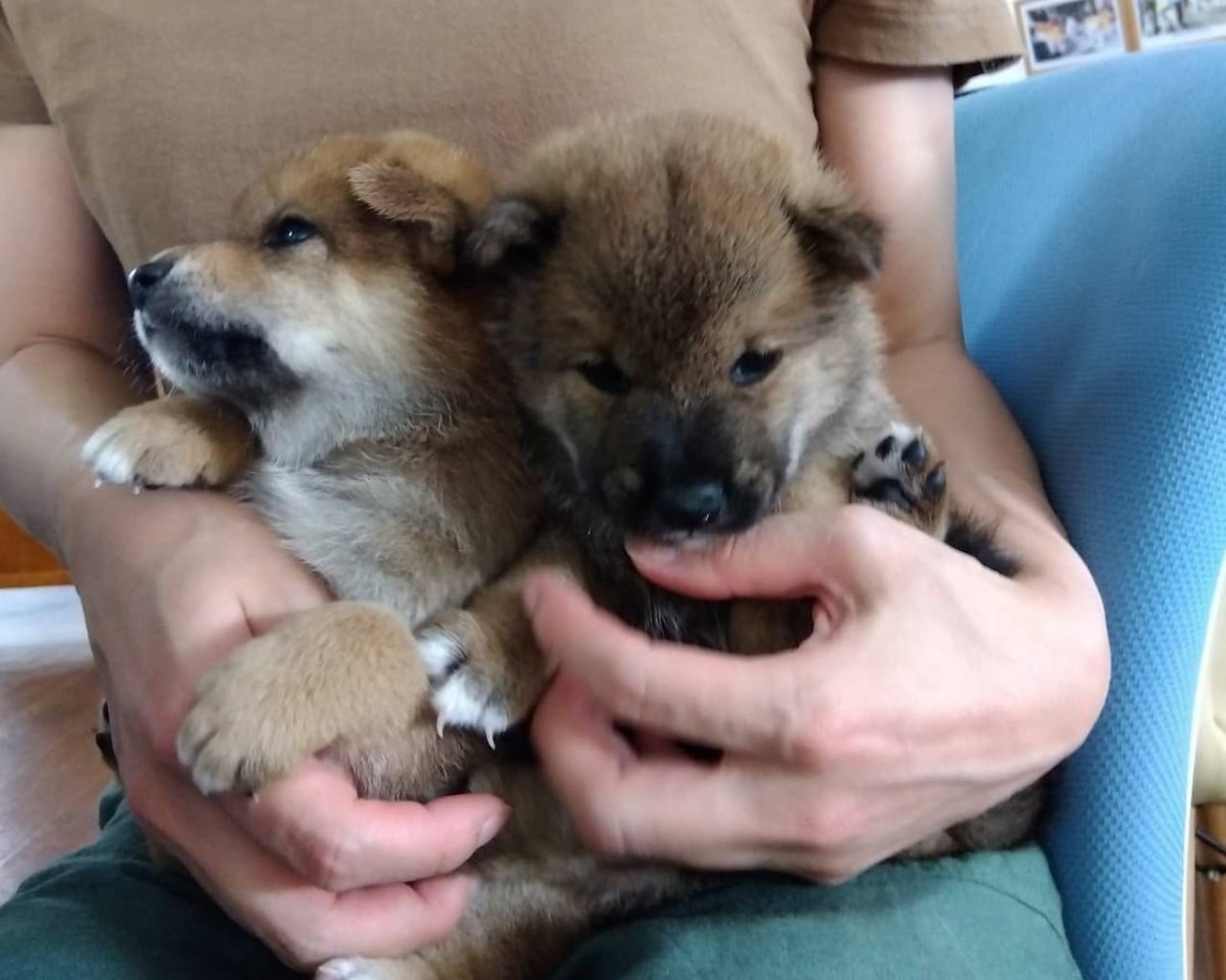 島根県益田市にある『柴犬会館』内の柴犬