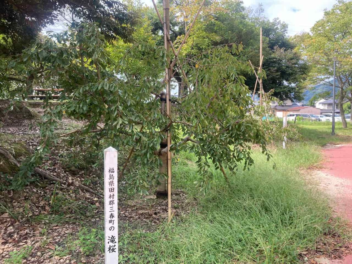 鳥取県境港市にある『境中央公園』の桜の紹介板