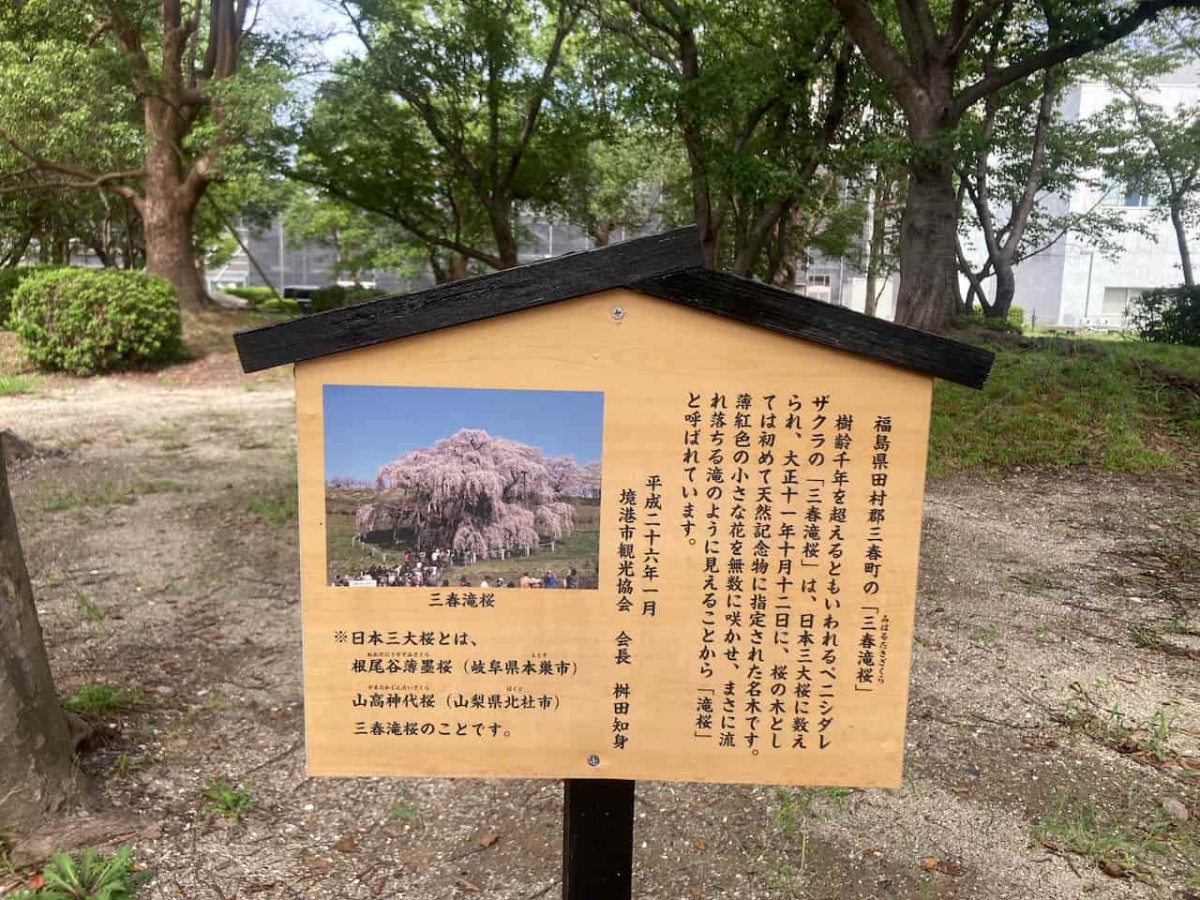 鳥取県境港市にある『境中央公園』の桜の紹介板