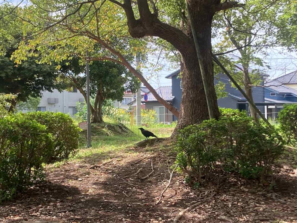 鳥取県境港市にある『境中央公園』の歩道