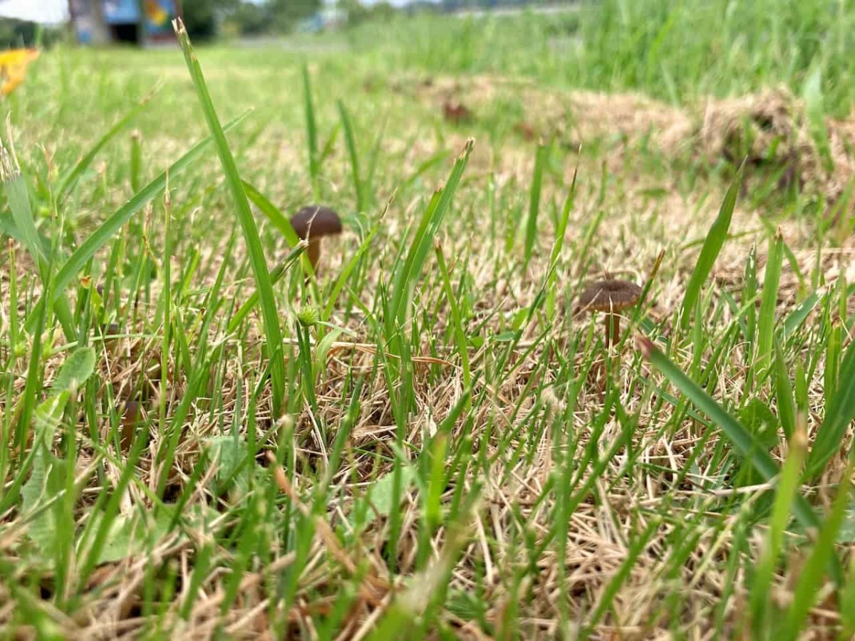 鳥取県岩美郡岩美町にある『三角芝生広場』