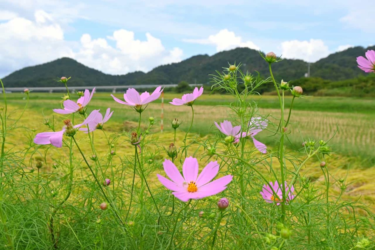 鳥取県岩美郡岩美町にあるコスモスロードに咲くコスモス