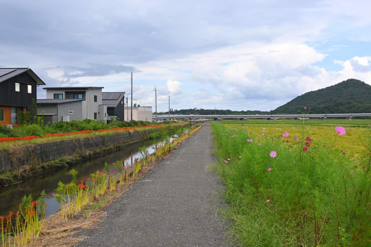 鳥取県岩美郡岩美町にあるコスモスロード