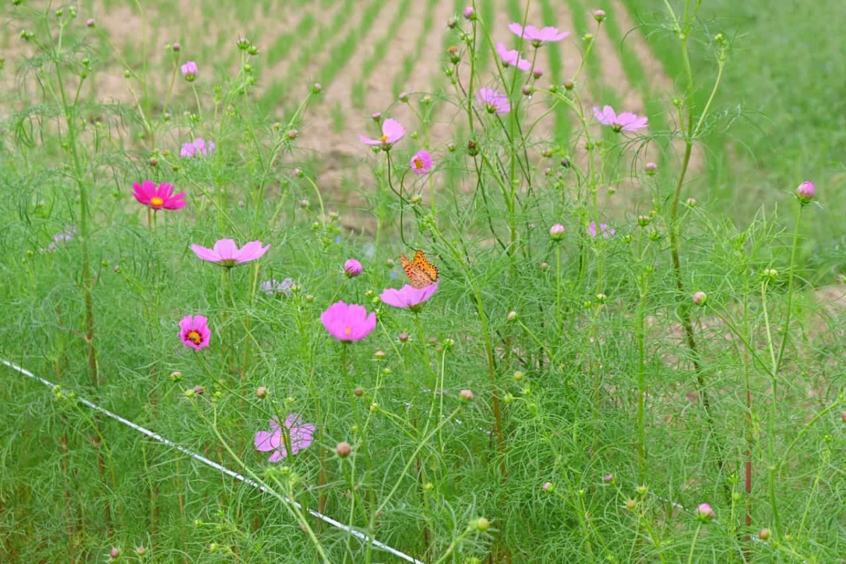 鳥取県岩美郡岩美町にあるコスモスロードに咲くコスモス