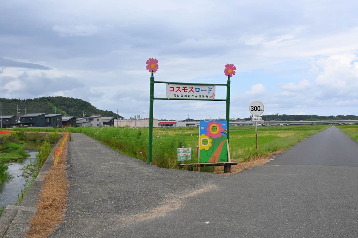 鳥取県岩美郡岩美町にあるコスモスロード
