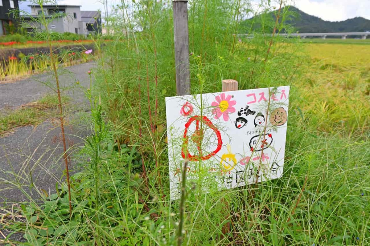 鳥取県岩美郡岩美町にあるコスモスロード