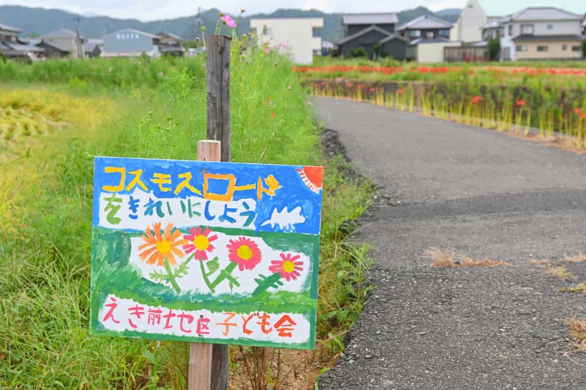 鳥取県岩美郡岩美町にあるコスモスロード