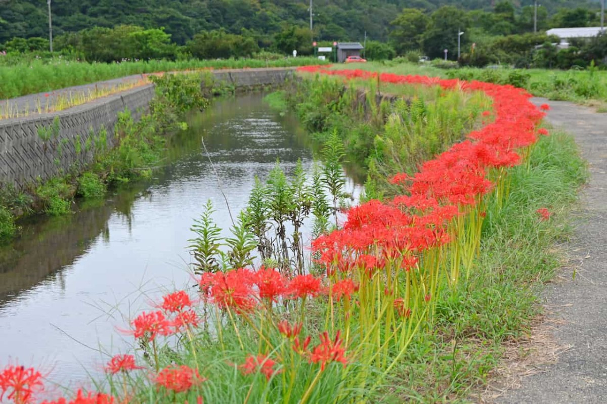 鳥取県岩美郡岩美町にあるコスモスロードに咲く彼岸花