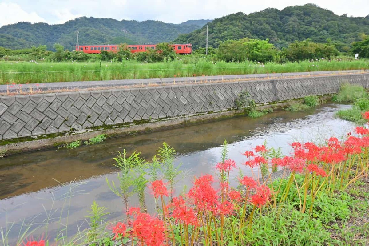鳥取県岩美郡岩美町にあるコスモスロード