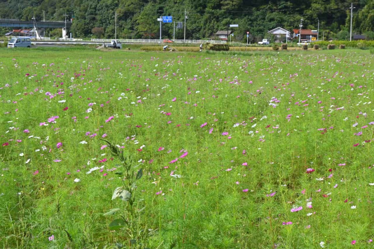 鳥取県鳥取市青谷町にあるコスモス畑の様子