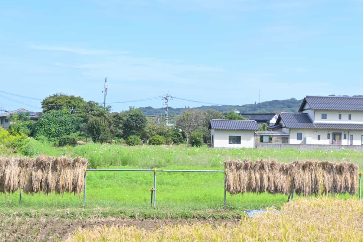 鳥取県鳥取市青谷町にあるコスモス畑の様子