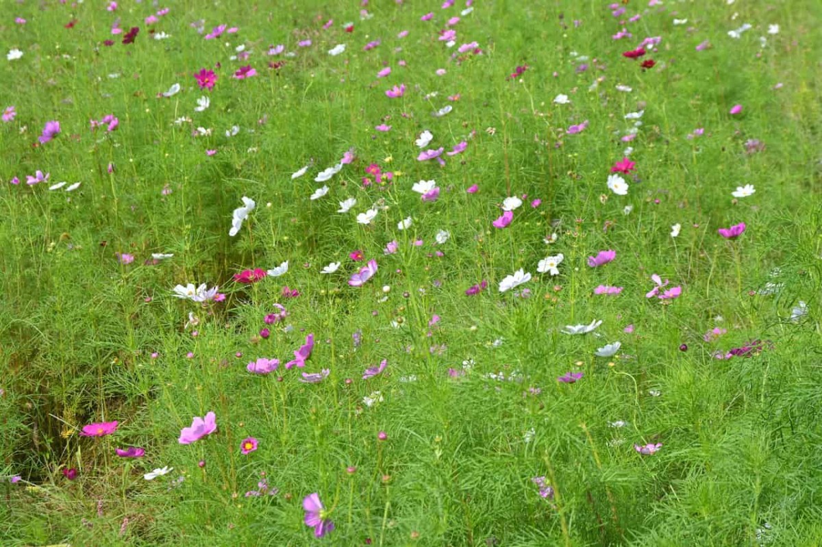 鳥取県鳥取市青谷町にあるコスモス畑の様子