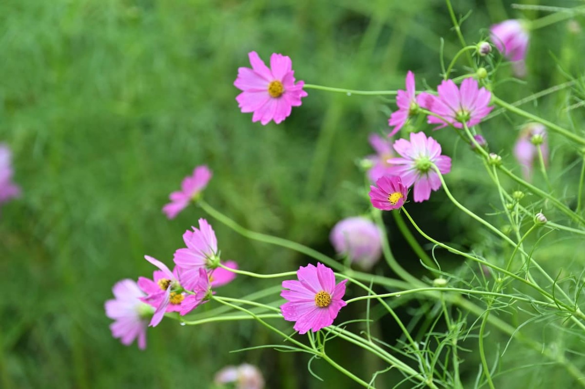 島根県安来市広瀬町の秋の風景