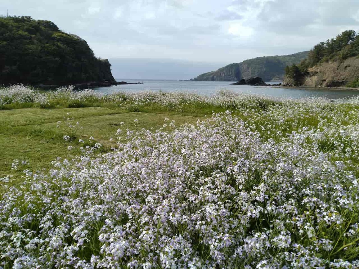 島根県松江市にある桂島キャンプ場に咲くハナダイコン