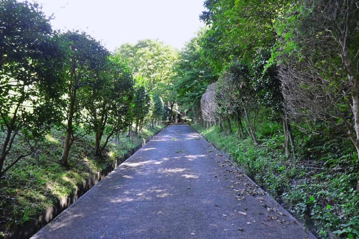 鳥取県鳥取市にある『とっとり出合いの森』の散策路