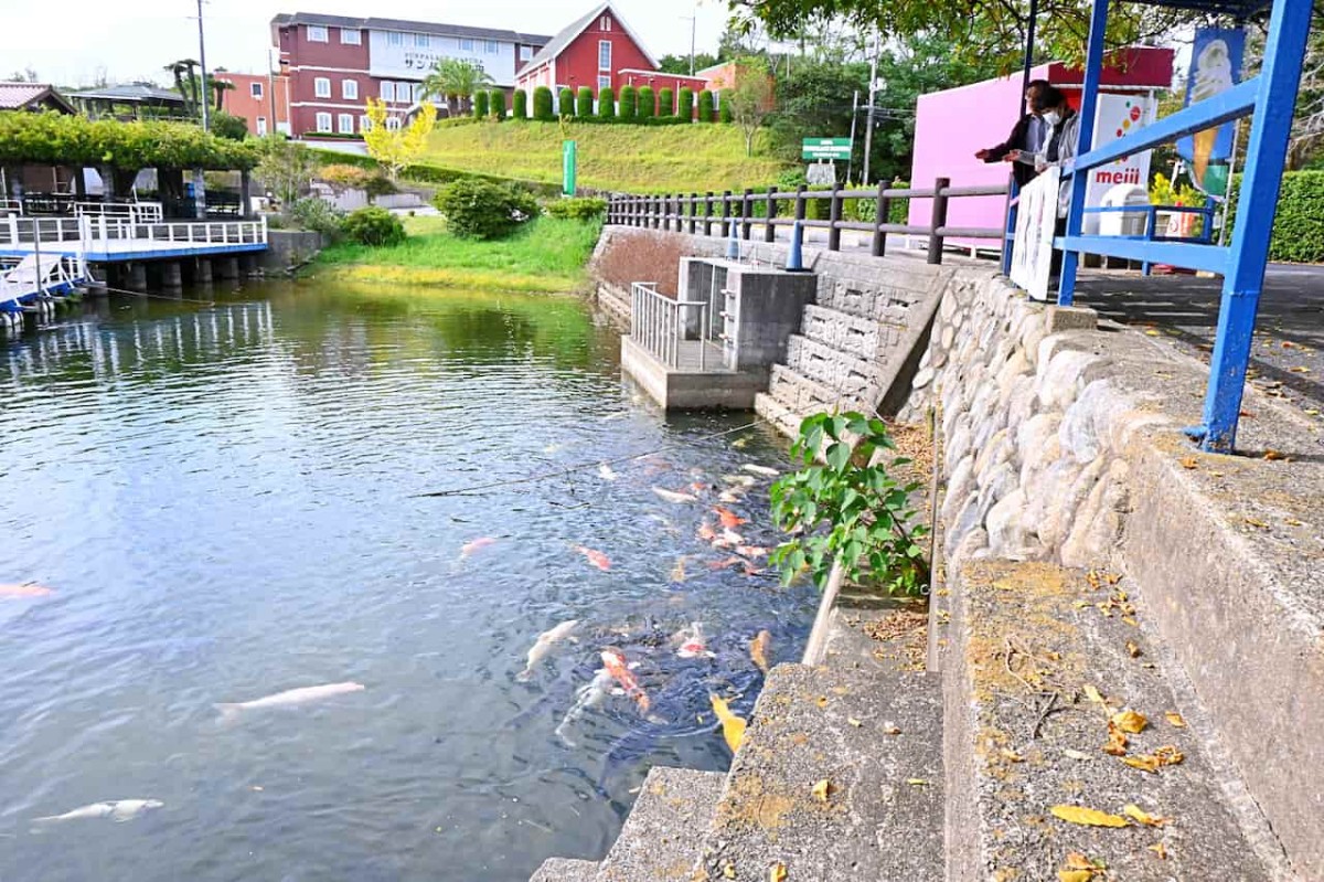 島根県益田市にある『蟠竜湖県立自然公園』にいる鯉