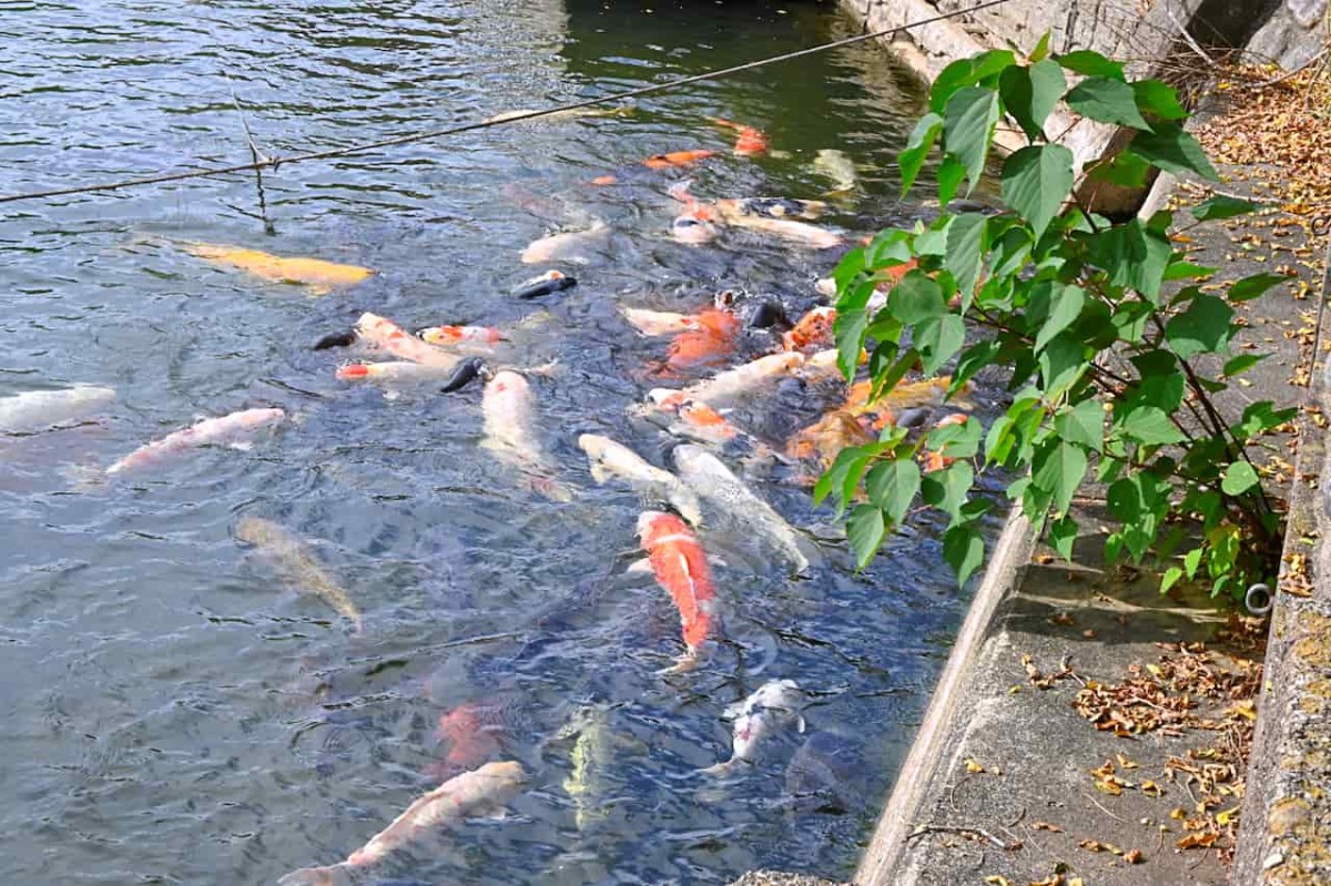 島根県益田市にある『蟠竜湖県立自然公園』にいる鯉