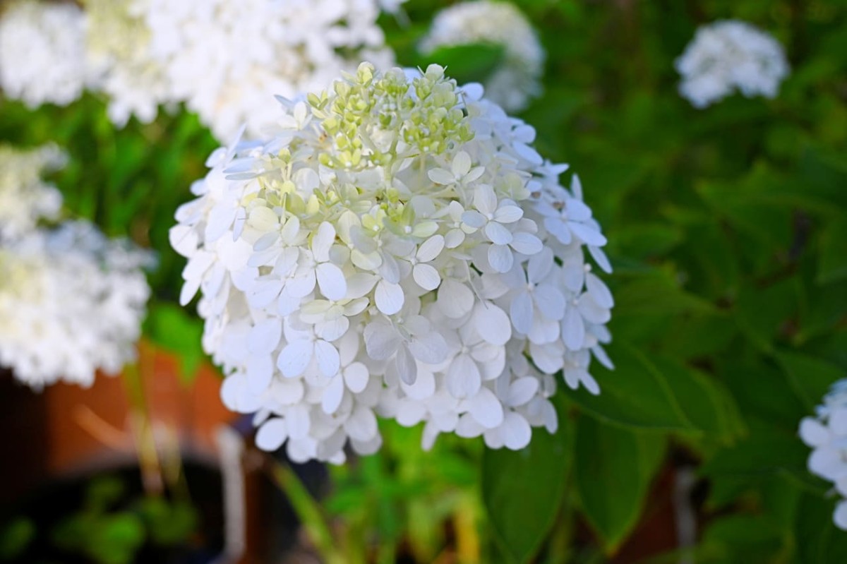 島根県松江市美保関町にある『内田花園』に咲く花