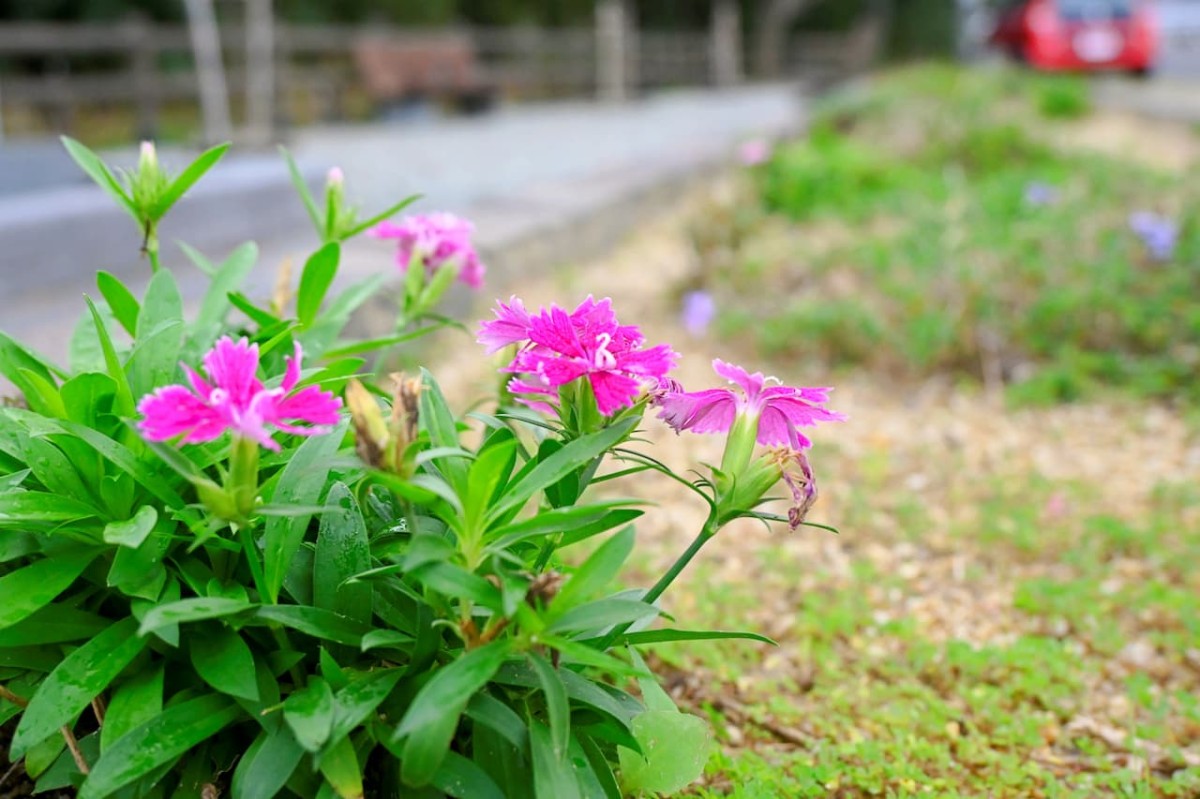 島根県松江市にある『さいのかみ公園』に咲いていた花