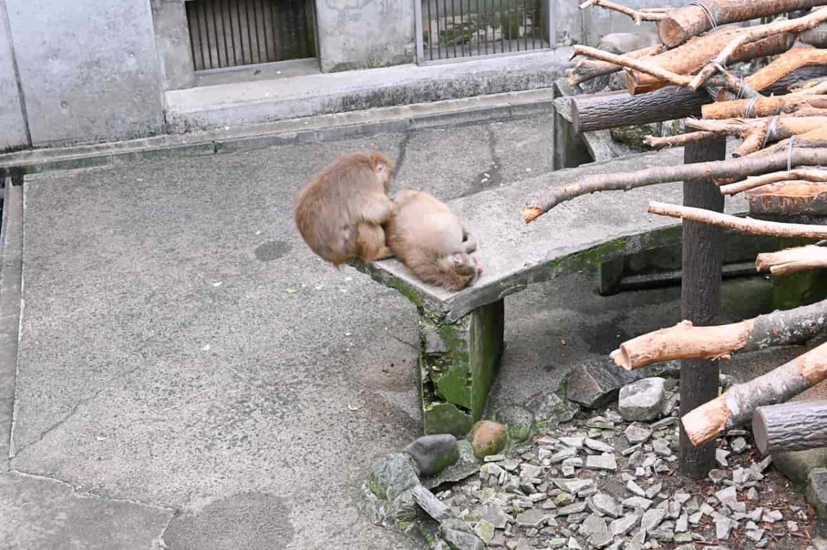 鳥取県倉吉市にある『打吹公園』内にある猿ヶ島のサル