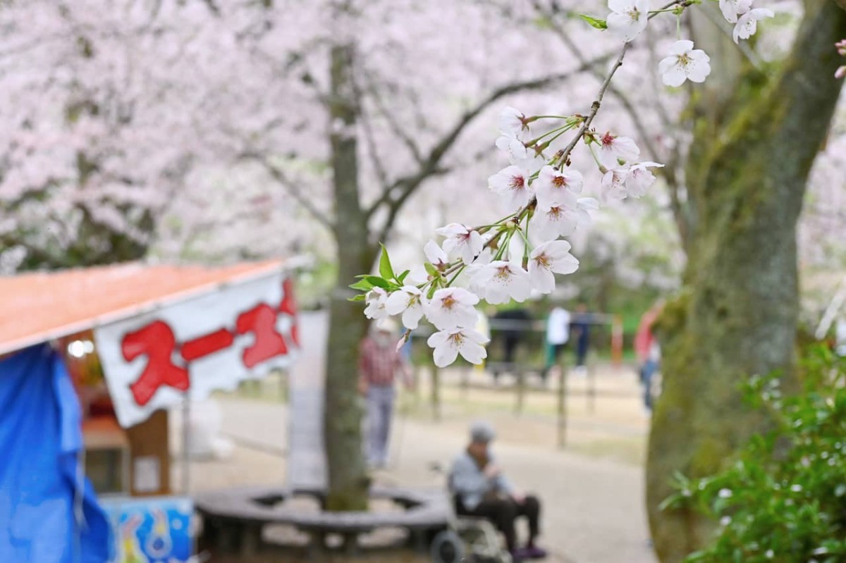 鳥取県倉吉市にある『打吹公園』の2024年春の様子