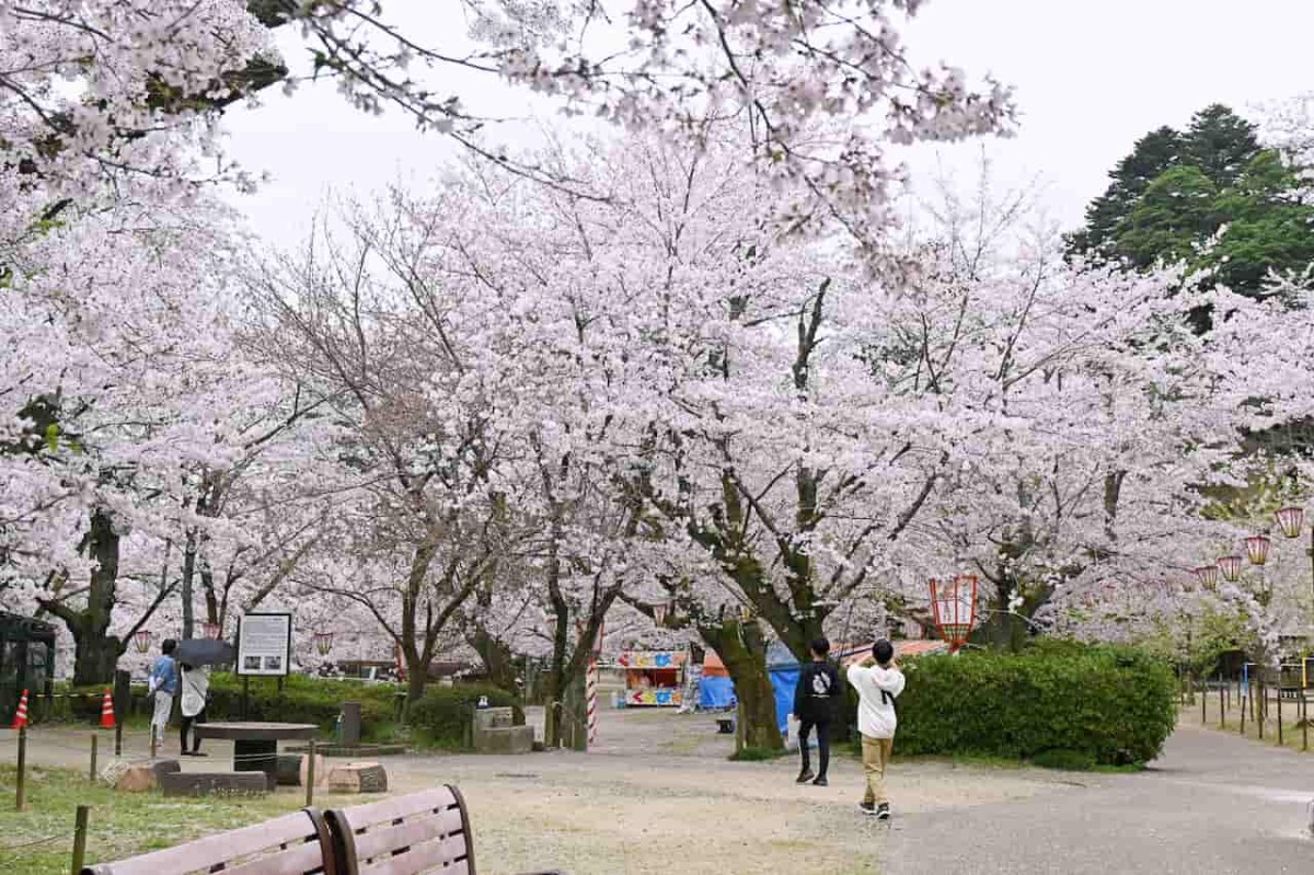 鳥取県倉吉市にある『打吹公園』の2024年春の様子