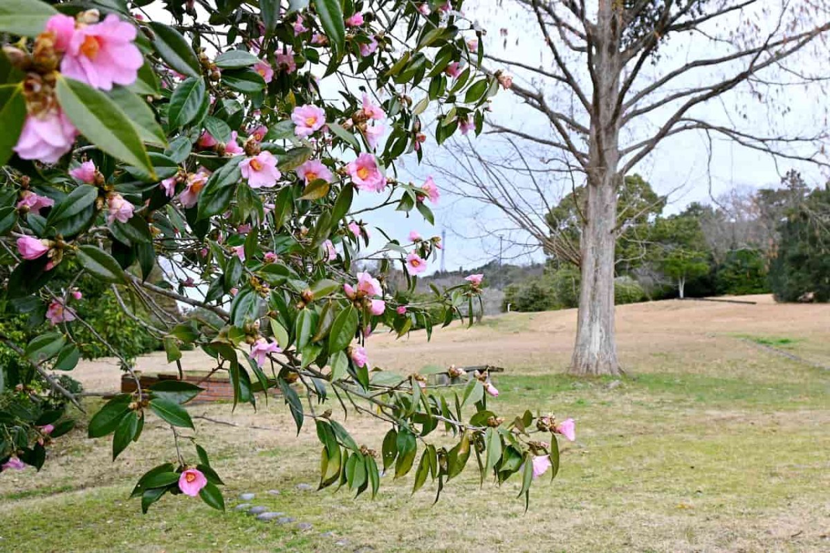 島根県松江市にある『出雲玉作史跡公園』の自然景観