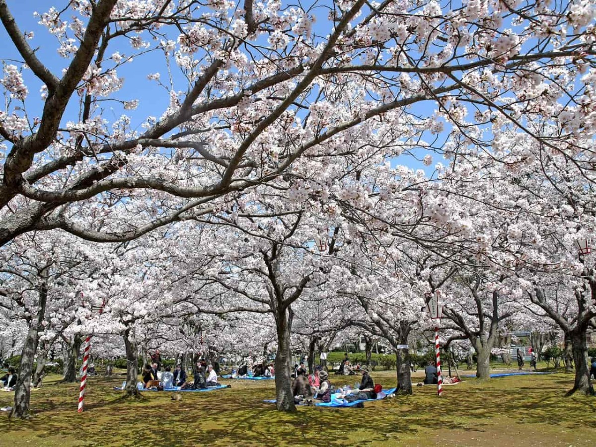 鳥取県米子市の桜スポット「米子城跡・湊山公園」の開花中の様子