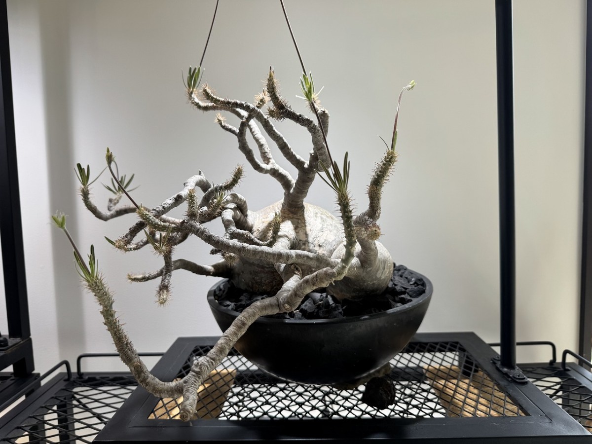 島根県出雲市にあるプラントショップ『Collect Base.str（コレクトベース）』の商品