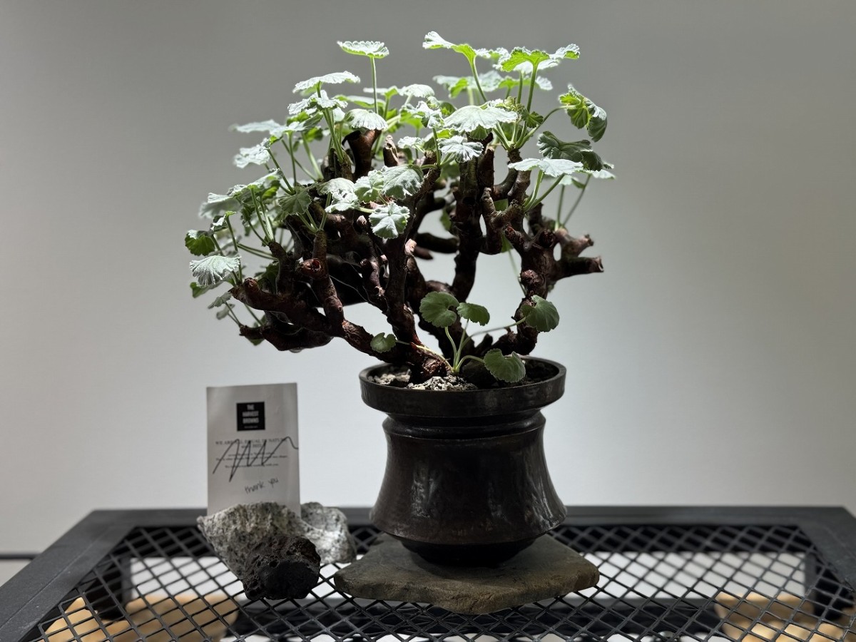 島根県出雲市にあるプラントショップ『Collect Base.str（コレクトベース）』の商品