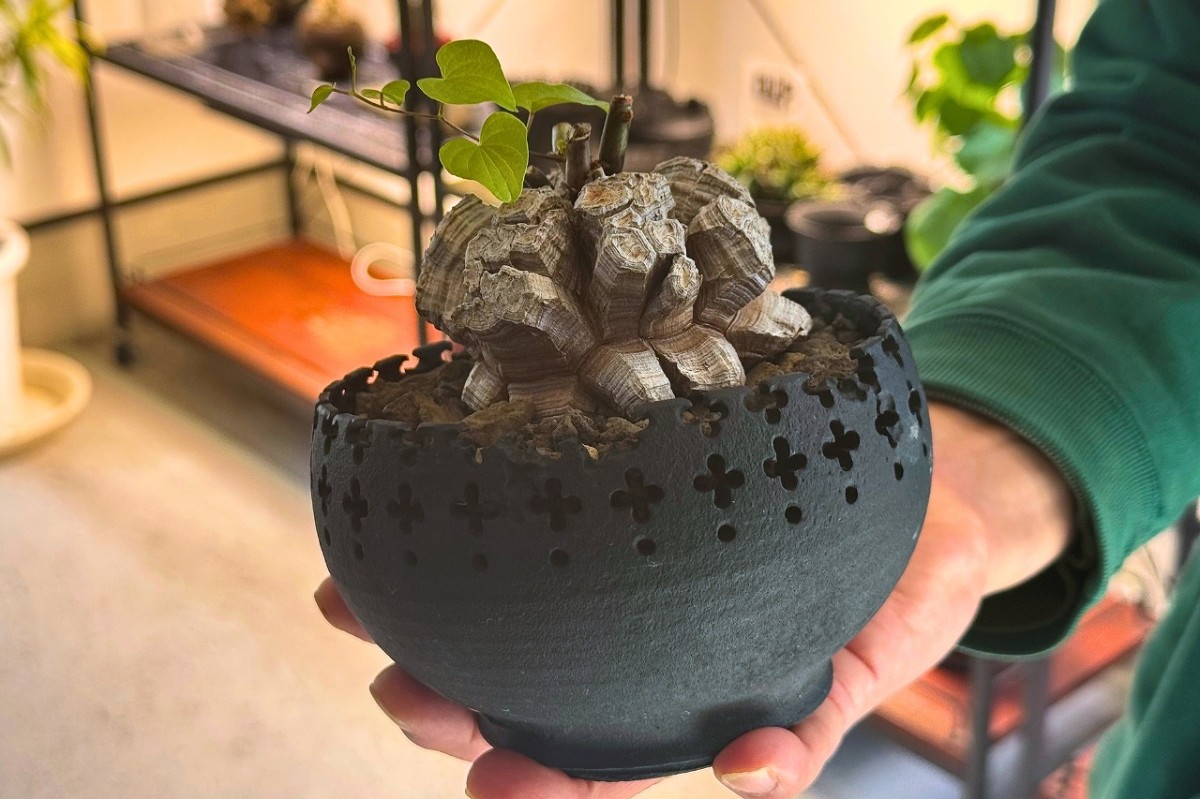 島根県出雲市にあるプラントショップ『Collect Base.str（コレクトベース）』の商品