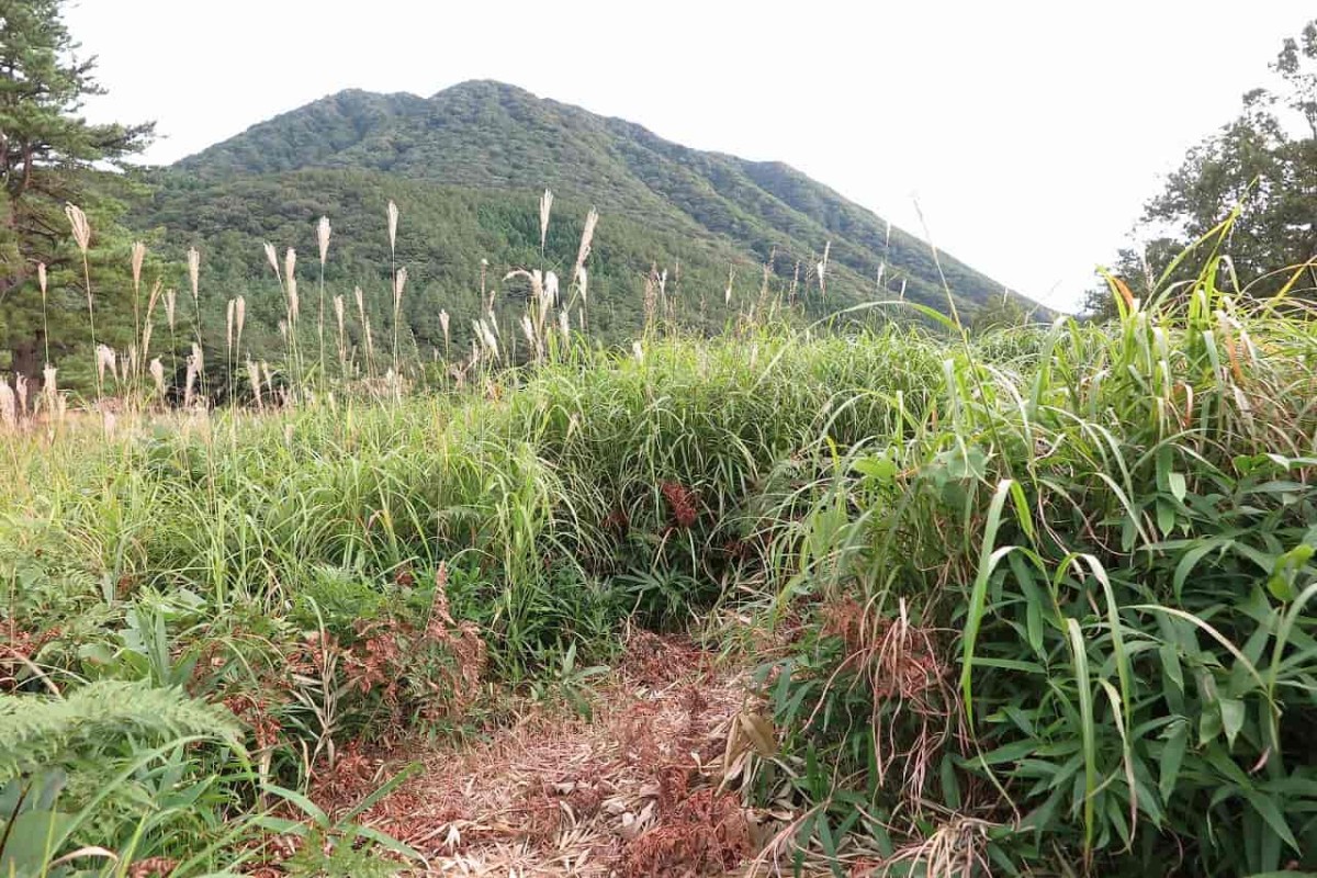 島根県大田市『三瓶自然館サヒメル』にある「ススキの迷路」