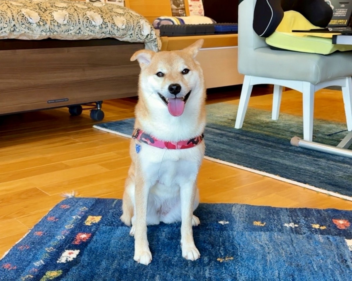 島根県出雲市の寝具専門店『糸賀ふとん店』の看板犬