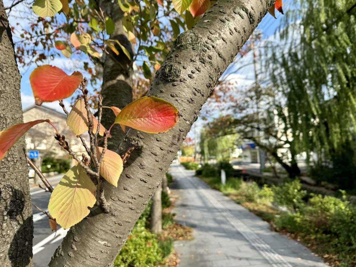 島根県出雲市の高瀬川の様子