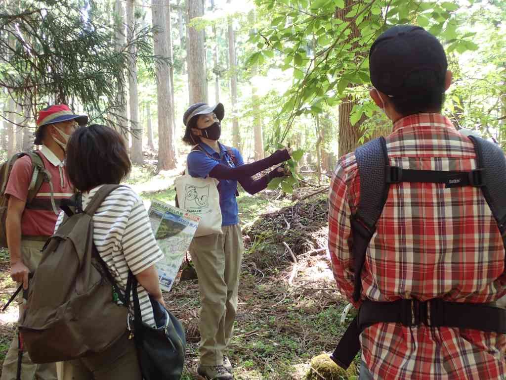 鳥取県八頭郡若桜町のイベント「【要予約】少人数向けエコツアー「ガイドウォーク」」のイメージ